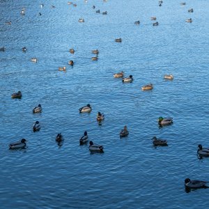 袖ヶ浦公園に渡り鳥が飛来しました
